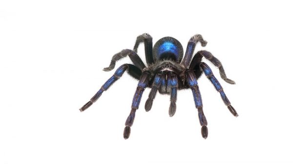 During a spring 2014 expedition to Guyana, UM doctoral student Andrew Snyder happened upon a cobalt-blue tarantula, which is believed to be an undescribed species. Submitted photo by Andrew Snyder
