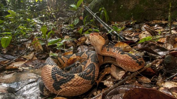 Guyana has one of the highest levels of biodiversity in the world, including several species of snake, such as the venomous Bushmaster. Submitted photo by Andrew Snyder