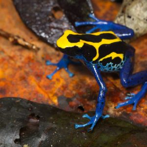 JP Lawrence photo of poison frog.
