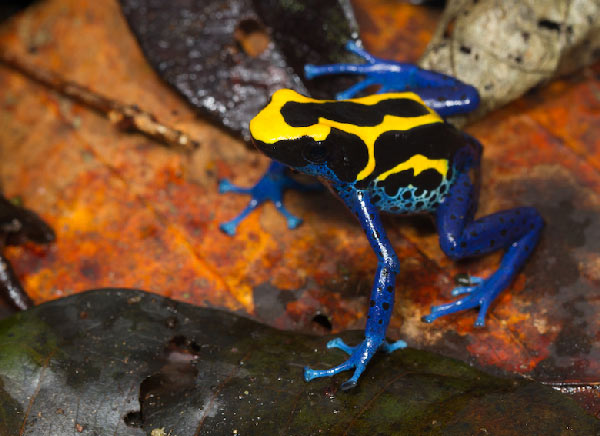 JP Lawrence photo of poison frog. 